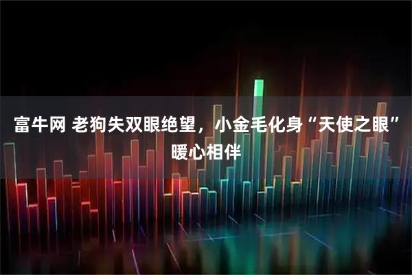 富牛网 老狗失双眼绝望，小金毛化身“天使之眼”暖心相伴